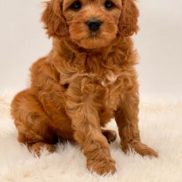 Boy 3 - Red male Cavapoo puppy in Pentwater, Michigan from Dumaw Creeks Pups