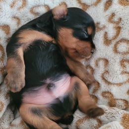 Yorkshire Terrier Puppies from Cantlon Yorkshire Terriers