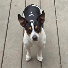 Rip - Teddy Roosevelt Terrier