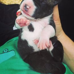 American Foxhound and American Staffordshire Terrier Puppies from Whitlow Kennel