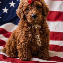 Ember - Poodle