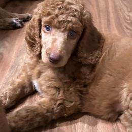 Olivia - Red  female Poodle puppy in Clearwater, Florida from Poodle Majesty