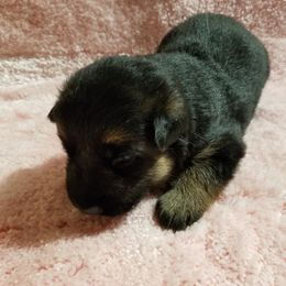 German Shepherd Puppies from von Bauernhöfe Bedard