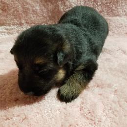 German Shepherd Puppies from von Bauernhöfe Bedard