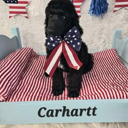 Carhartt - Black male Poodle puppy in Poplar Bluff, Missouri from Jazzy's Standards poodles