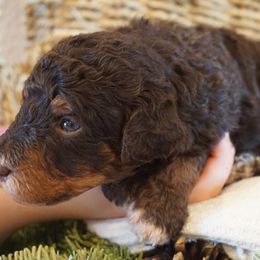 Girl 2 - female Bernedoodle puppy in Caldwell, Idaho from Treasure Valley Poodles