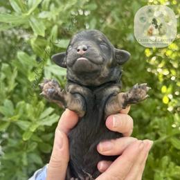 Phantom possibly sable female - Phantom female Poodle puppy in Jacksonville, Florida from Creek Side Kennels