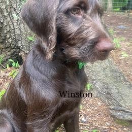 Labradoodle Puppies from River Home Doodles