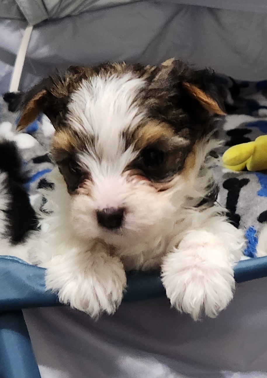 Yorkshire Terrier Puppies from Wild Azalea Yorkies on FB