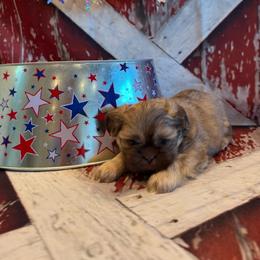 Adriana - Liver female Shih Tzu puppy in Success, Missouri from Sweet Success