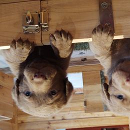 Chesapeake Bay Retriever Puppies from Colorado River Retrievers