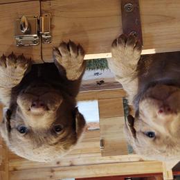 Chesapeake Bay Retriever Puppies from Colorado River Retrievers