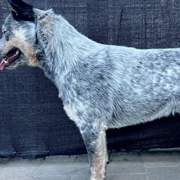 Australian Cattle Dogs from K Bar Cattle Dogs