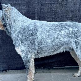 Australian Cattle Dogs from K Bar Cattle Dogs