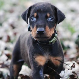 Beast - Black and rust male Doberman Pinscher puppy in Winchester, Ohio from 32 Farms