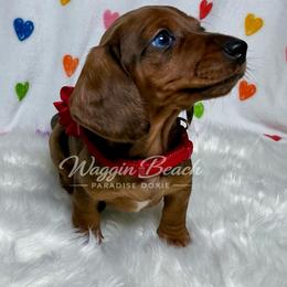 Pam - Dapple female Dachshund puppy in Sulphur Springs, Texas from Waggin Beach Paradise Doxies
