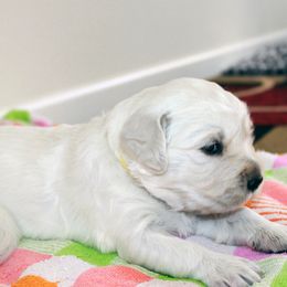 Golden Retriever Puppies from MYSnowAngels