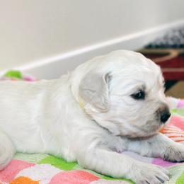 Golden Retriever Puppies from MYSnowAngels
