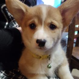 Triple Clear, CKC, OFA parents - Red and white female American Corgi puppy in Harpursville, New York from Rex Farm Corgis