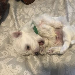 Maltese Puppies from Emotional Amor Support