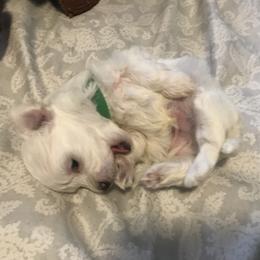 Maltese Puppies from Emotional Amor Support