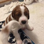 Irish Red and White Setter Puppies from Waidman IRWS
