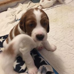 Irish Red and White Setter Puppies from Waidman IRWS