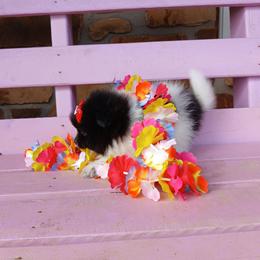 Mulan - Black parti female Pomeranian puppy in Ada, Oklahoma from Once Upon A Fluff