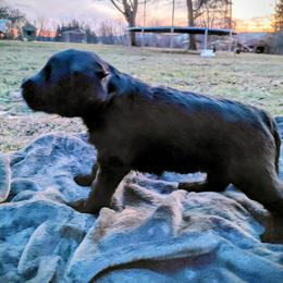 Goldendoodle Puppies from Southern Star Goldendoodles