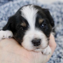 Bernedoodle, Goldendoodle, and Poodle Puppies from Raintree Standard Poodles & Mini Doodles