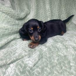 Drake - Black and tan male Dachshund puppy in Richmond, Virginia from Paw Prints