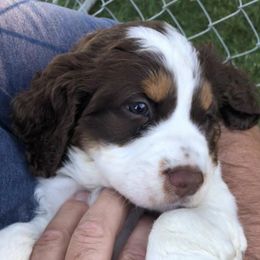 English Springer Spaniels from Kamm Creek Springers