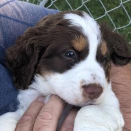 English Springer Spaniels from Kamm Creek Springers