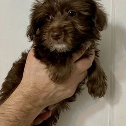 Maltipoo, Morkie, and Yorkipoo Puppies from Danza Bolo
