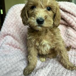 Claudia - Apricot female Goldendoodle puppy in Lowville, New York from Adirondack Labradoodles