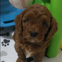 Boy 2 - Red male Cavapoo puppy in Galena, Missouri from May's Country Cavapoos