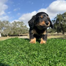 Blue collar boy - Gray (blue) and tan male Dachshund puppy in Apopka, Florida from The HotDog Stand