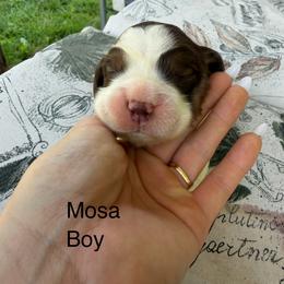 Mosa - Liver white and tan male English Springer Spaniel puppy in Waynesburg, Pennsylvania from Krysak’s Springer Spaniels