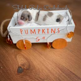 Dachshund Puppies from Shiloh Ridge Dachshunds