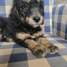 Adam - Phantom male Bernedoodle puppy in Galt, Missouri from Only Doodles!