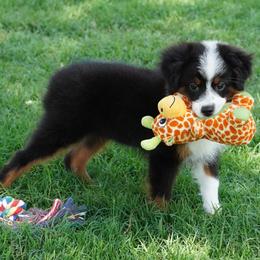 Girl 1 - Black tri female Miniature Australian Shepherd puppy in Lawton, Oklahoma from Lindsey’s Aussies