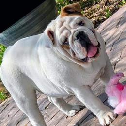 Emily - White female Bulldog puppy in Wichita, Kansas from Waltman's Bulldog's