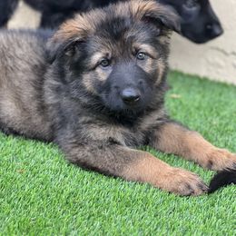 Girl 2 - German Shepherd puppy in Tamiami, Florida from Vom MontHaus