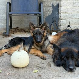Purple - Black and red female German Shepherd puppy in Perrysburg, Ohio from Fancy GSDs LLC