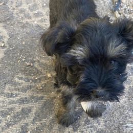 Miniature Schnauzers from Trena's Miniature Schnauzers