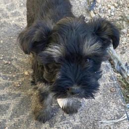 Miniature Schnauzers from Trena's Miniature Schnauzers