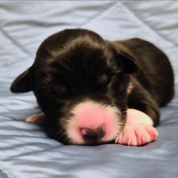 Fly - Black and white male Border Collie puppy in Fresno, California from Alpine Tails