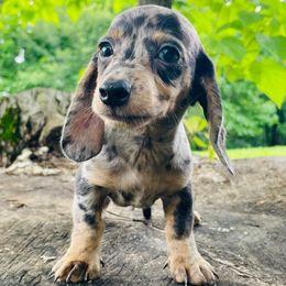 Memphis - Dapple male Dachshund puppy in Industry, Illinois from KDKs Kennels