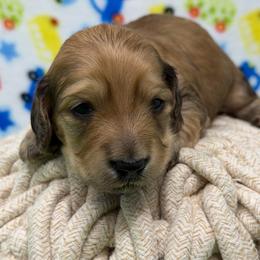 Valor (courage) - Cream male Dachshund puppy in Murfreesboro, Tennessee from Kimbrie's Dream Cream Doxies