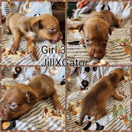 Girl 3 - Red female Australian Kelpie puppy in Bradford, Arkansas from Cedar Rock Heelers and Kelpies